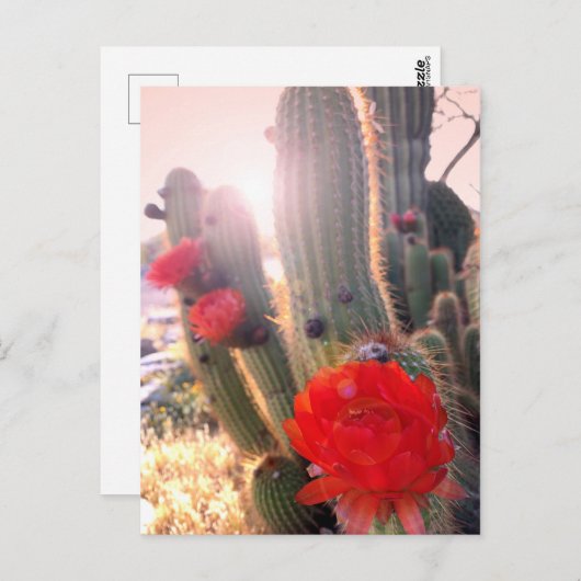 Red Cactus Flowers Sunset Briefkaart (Voorkant / Achterkant)