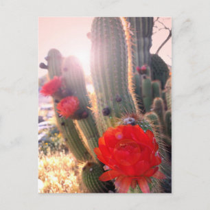 Red Cactus Flowers Sunset Briefkaart