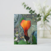 Red Calla Lily Briefkaarten (Staand voorkant)