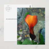 Red Calla Lily Briefkaarten (Voorkant / Achterkant)