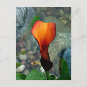 Red Calla Lily Briefkaarten
