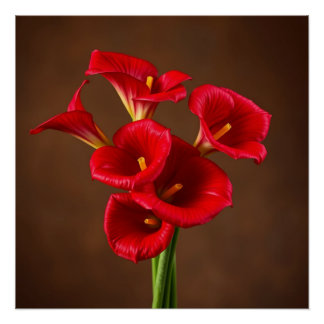 red callas perfect poster