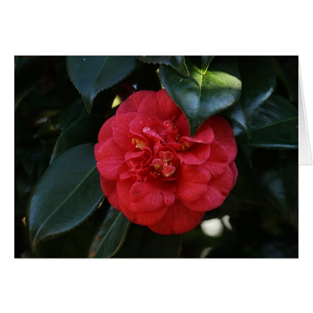 "Red Camellia # 1" (Voorkant Horizontaal)
