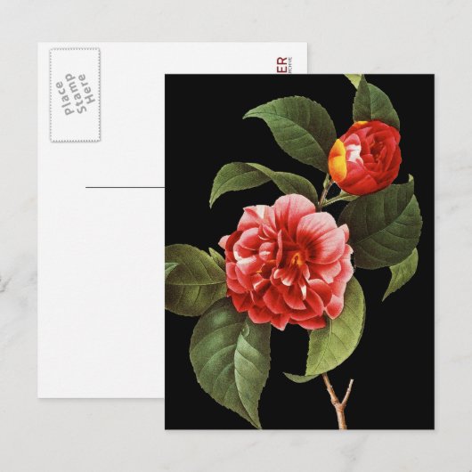 Red Camellia, 1833 Briefkaart (Voorkant / Achterkant)