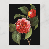 Red Camellia, 1833 Briefkaart (Voorkant)