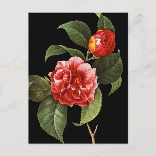 Red Camellia, 1833 Briefkaart (Voorkant)