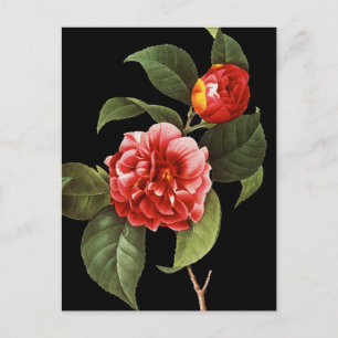 Red Camellia, 1833 Briefkaart