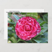 Red Camellia Briefkaart (Voorkant / Achterkant)