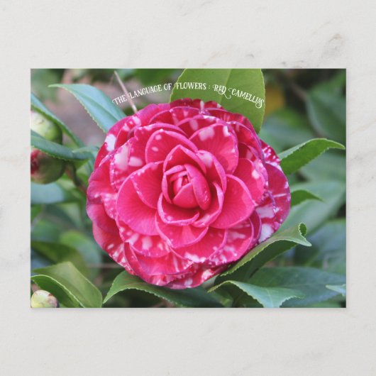 Red Camellia Briefkaart (Voorkant)