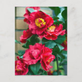 Red Camellia Briefkaart (Voorkant)