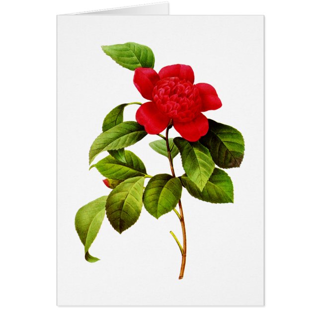 Red Camellia door Pierre Joseph Redoute (Voorkant)