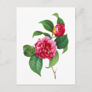 Red Camellia door Pierre Joseph Redoute Briefkaart