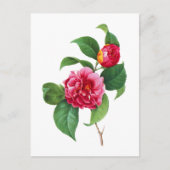 Red Camellia door Pierre Joseph Redoute Briefkaart (Voorkant)