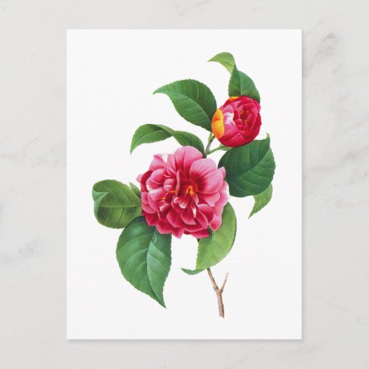 Red Camellia door Pierre Joseph Redoute Briefkaart (Voorkant)