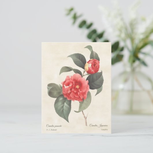 Red Camellia Japonica  Botanisch Briefkaart (Staand voorkant)