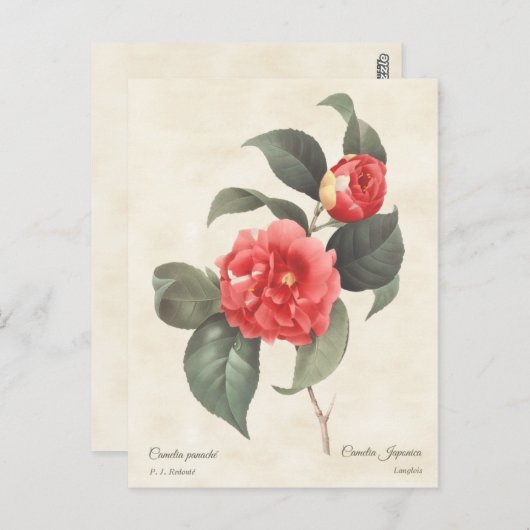 Red Camellia Japonica  Botanisch Briefkaart (Voorkant / Achterkant)