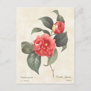 Red Camellia Japonica  Botanisch Briefkaart