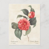 Red Camellia Japonica  Botanisch Briefkaart (Voorkant)