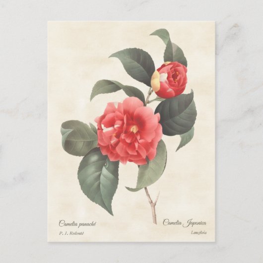Red Camellia Japonica Botanisch Briefkaart (Voorkant)