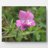 Red Campion Wildflower Plaque Fotoplaat (Voorkant)