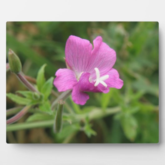 Red Campion Wildflower Plaque Fotoplaat (Voorkant)
