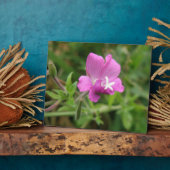 Red Campion Wildflower Plaque Fotoplaat (Zijkant)
