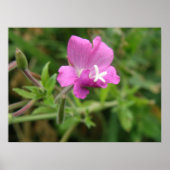 Red Campion Wildflower Print (Voorkant)