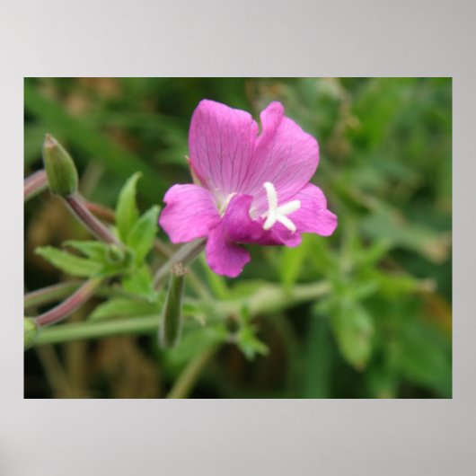 Red Campion Wildflower Print (Voorkant)