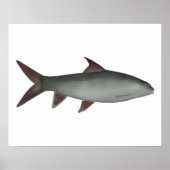Red Canarese Barb Poster (Voorkant)