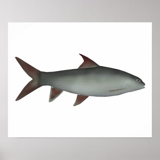 Red Canarese Barb Poster (Voorkant)