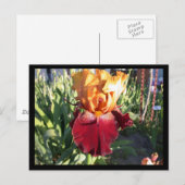 Red Canyon Glow Briefkaart (Voorkant / Achterkant)