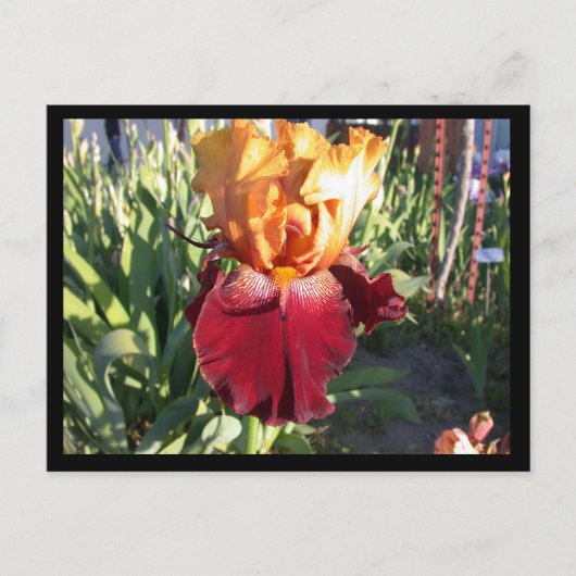 Red Canyon Glow Briefkaart (Voorkant)