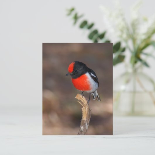 Red-capped Robin Briefkaart (Staand voorkant)