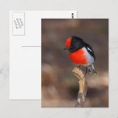 Red-capped Robin Briefkaart (Voorkant / Achterkant)