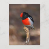 Red-capped Robin Briefkaart (Voorkant)
