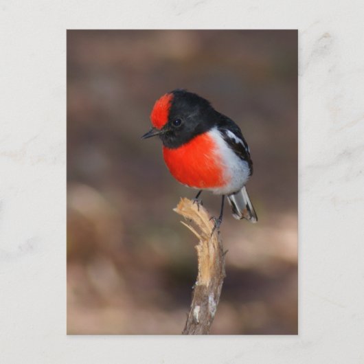 Red-capped Robin Briefkaart (Voorkant)