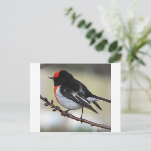 Red Capped Robin Briefkaart (Staand voorkant)