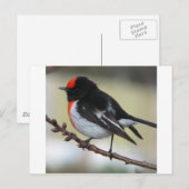 Red Capped Robin Briefkaart (Voorkant / Achterkant)