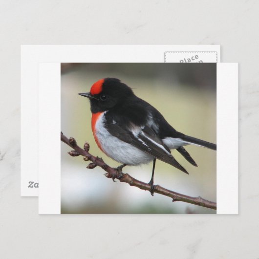 Red Capped Robin Briefkaart (Voorkant / Achterkant)