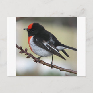 Red Capped Robin Briefkaart