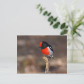 Red-capped Robin Briefkaart (Staand voorkant)