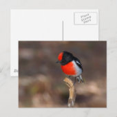 Red-capped Robin Briefkaart (Voorkant / Achterkant)