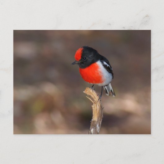Red-capped Robin Briefkaart (Voorkant)