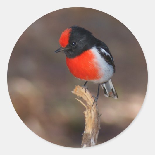 Red-capped Robin Ronde Sticker (Voorkant)