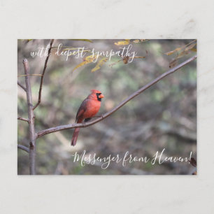 Red Cardinaal Messenger van Heaven Sympathie Briefkaart
