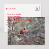 Red Cardinaal Messenger van Heaven Sympathy Postca Briefkaart (Voorkant / Achterkant)