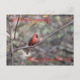 Red Cardinaal Messenger van Heaven Sympathy Postca Briefkaart