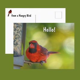 Red Cardinal at Birdfeeder Hangry Bird Briefkaart