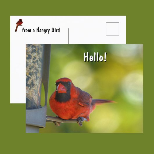 Red Cardinal at Birdfeeder Hangry Bird Briefkaart
