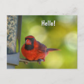 Red Cardinal at Birdfeeder Hangry Bird Briefkaart (Voorkant)